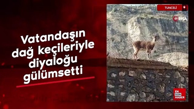 Tunceli'de vatandaşın dağ keçileriyle diyaloğu gülümsetti