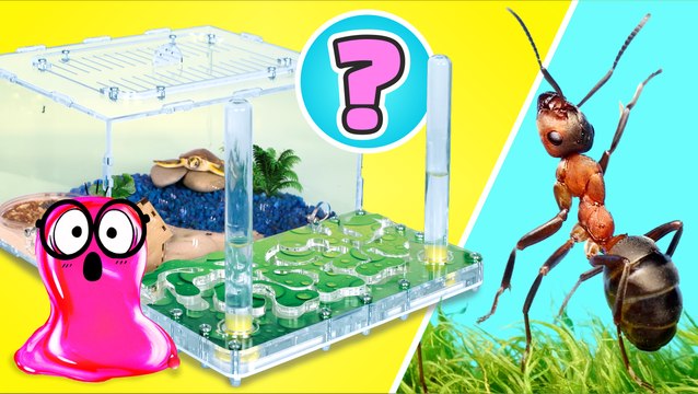 🕷️ Maisons cool pour les fourmis, rats, tortues, araignées et escargots || IDÉES DIY FACILES !