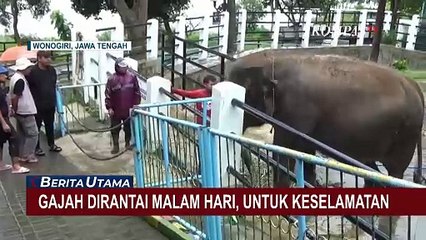 Warganet Kritik Gajah, Pengelola Taman Satwa: Dirantai Malam Hari untuk Keselamatan
