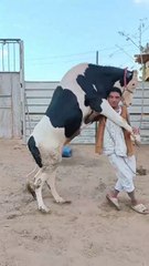 تربيه المواشي