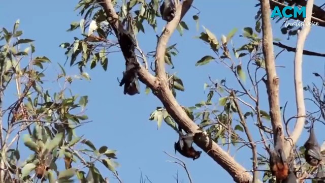 The role bats play in pollination and regeneration