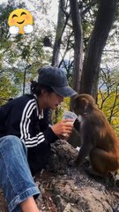 Monkey videos  🐒 | entertainment video