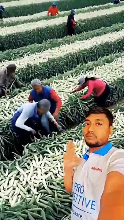 ,,,,,,,How much vegetables,,,,,,,