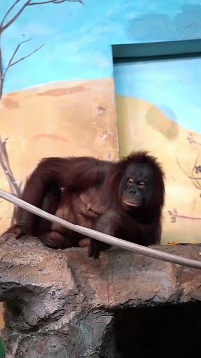 Primates of the Novosibirsk Zoo