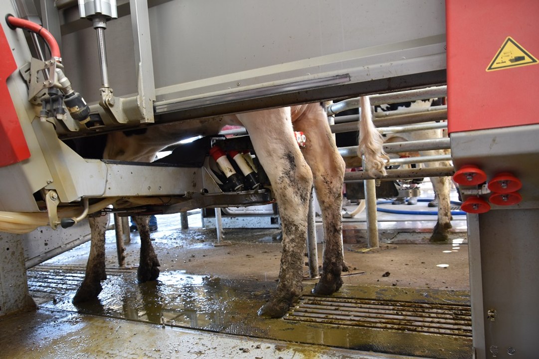 Dairy labour shortage drives switch to robots | January 6, 2025