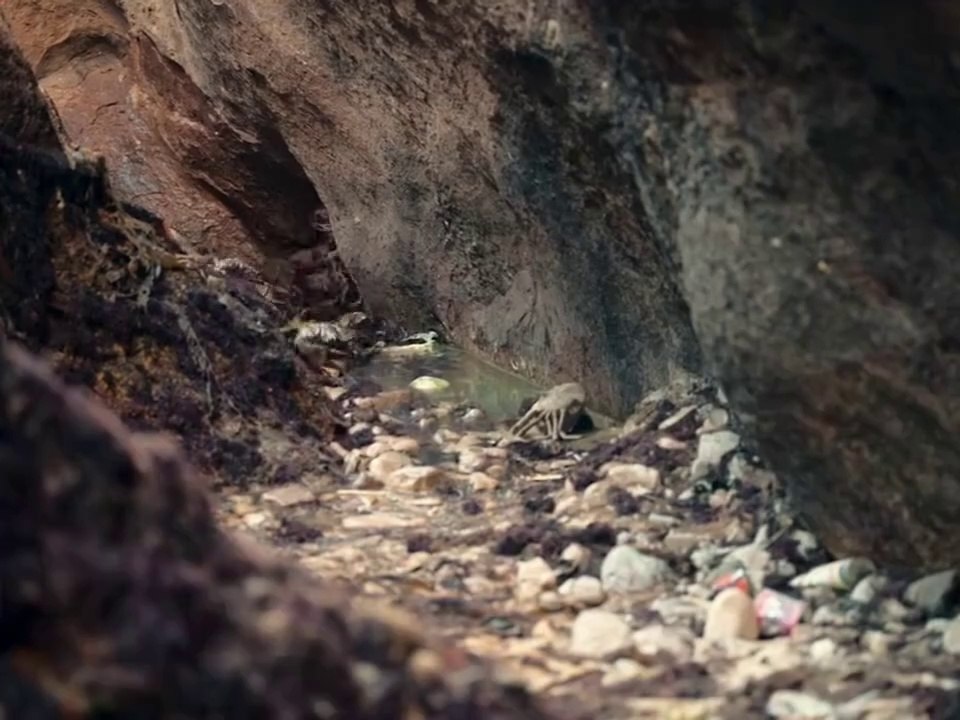 Survive