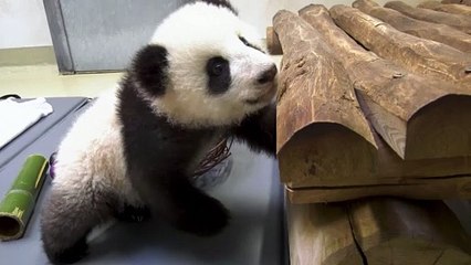 Ein neuer Spielplatz für die Pandababys im Berliner Zoo