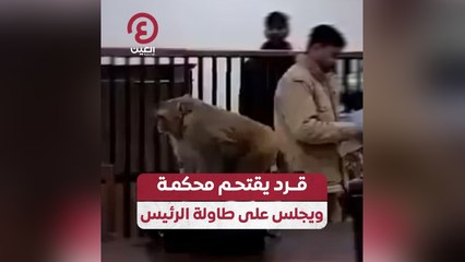 قرد يقتحم محكمة ويجلس على طاولة الرئيس