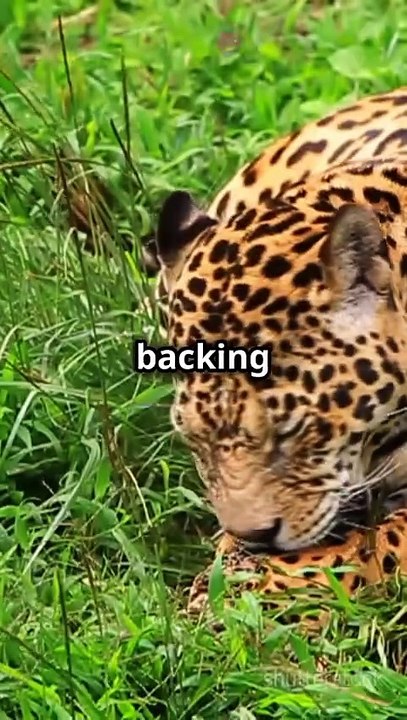 Epic Wild Animal Fights! 😱