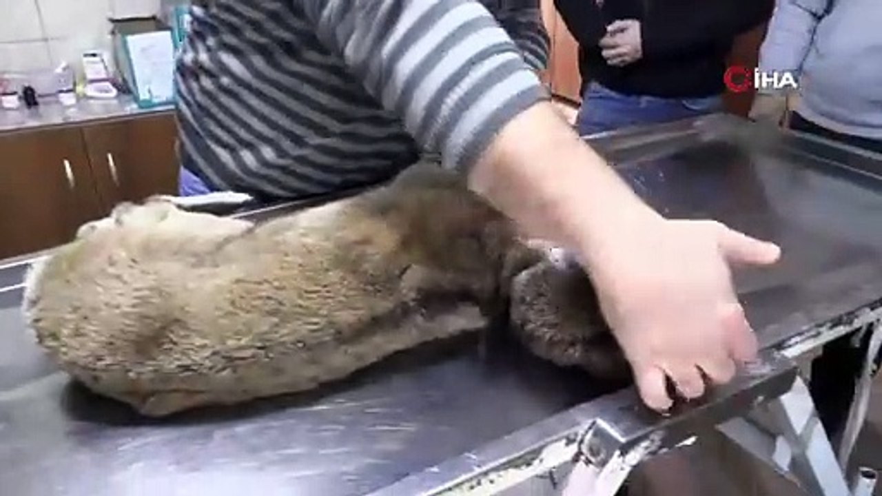 Yaralı bulunan dağ keçisi tedaviye alındı