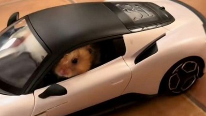 Hamster jumps into tiny sports car for a joy ride