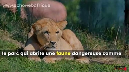 Zimbabwe : Un enfant de 7 ans survit 5 jours dans un parc de lions