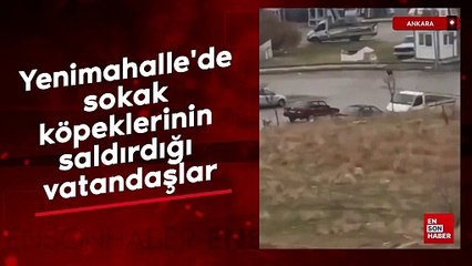 Ankara Yenimahalle'de sokak köpeklerinin saldırdığı vatandaşlar