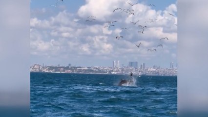 Tekirdağ'da yunuslar görüntülendi