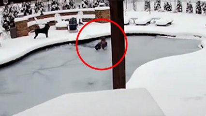 Una mujer se sumerge en piscina helada para salvar a su perro atrapado