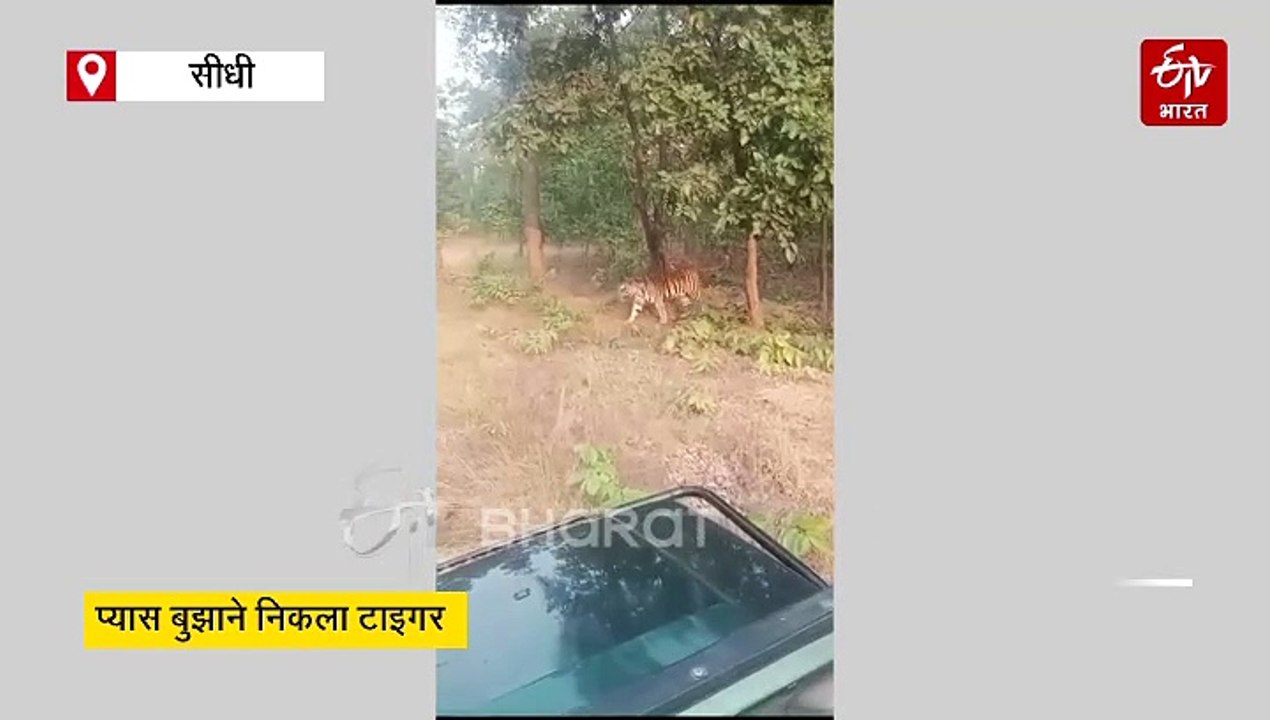 सीधी में प्यास बुझाने निकला टाइगर, दहाड़ सुन पर...