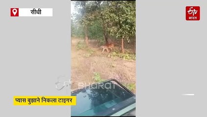 सीधी में प्यास बुझाने निकला टाइगर, दहाड़ सुन पर्यटकों के खड़े हुए रोंगटे