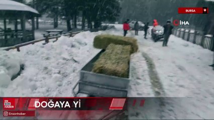 Bursa'da yaban hayvanları için doğaya yem bırakıldı