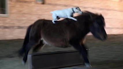 Springhund reitet gerne auf dem Rücken des Miniaturpferdes seines Besitzers