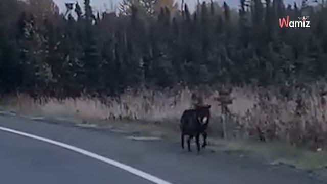 Mysteriöses Tier läuft durch Alaska, bis die Behörden ihm mit einem Gentest auf die Spur kommen