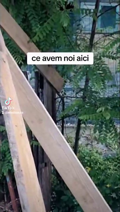 Veverițe sireata