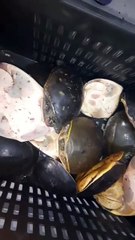 (HOLD)চন্দননগর স্টেশন থেকে কচ্ছপ উদ্ধার,গ্রেফতার মহিলা।