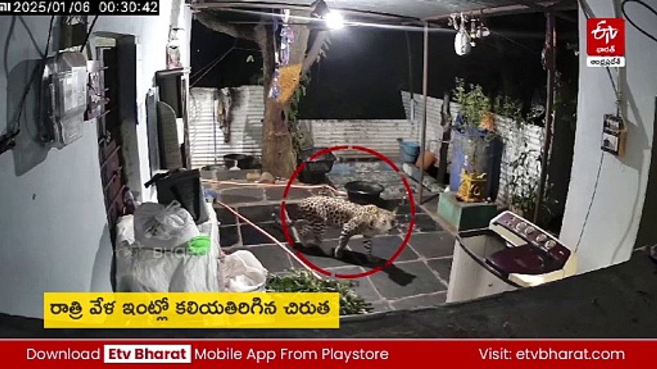 నంద్యాలలో మళ్లీ చిరుత సంచారం- సీసీ కెమెరాల్లో రికార్డైన దృశ్యాలు