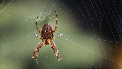 Des araignées nommées d'après des chansons pop pour populariser la recherche scientifique