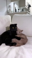 To remember you that you are still single when cats are not