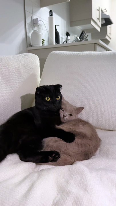 To remember you that you are still single when cats are not