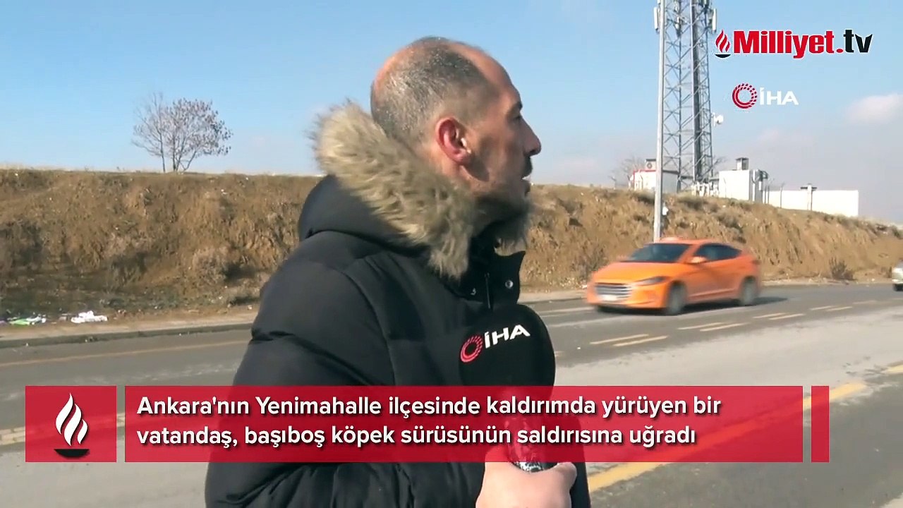 Ankara'da başıboş köpekler dehşet saçtı! Çaresiz adamı defalarca ısırdılar