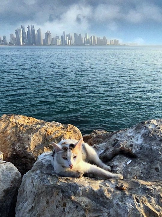 Cat Lying On Rock With City Background