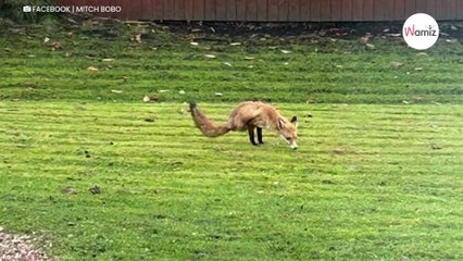 Kobieta słyszy hałas i wygląda za okno: „To najdziwniejsza rzecz, jaką kiedykolwiek widziałam”