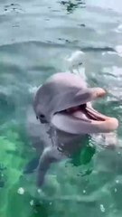 Surviving sea dolphins