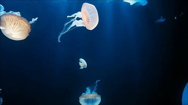 animated stories in hindi | animated stories Remove animated movies animated short film animated movies in hindi animated videos animated movies in hindi dubbed full animated horror stories animated cartoon animated movie in hindi dubbed