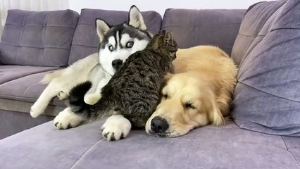 Jealous Husky Reacts to Golden Retriever with Kitten!