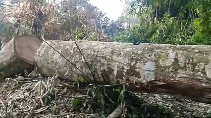 নিশা হলেই সংৰক্ষিত বনাঞ্চলত চলে "চেইন শ্ব" মেচিনে বনাঞ্চল ধ্বংস যজ্ঞ ।  এটা স্থানীয় যুৱকৰ ভিডিঅয়ে সৃষ্টি কৰিছে চাঞ্চল্যৰ।