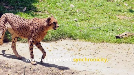 Amazing Cheetah Facts, Speed, Spots, and Sprinting Superpowers!