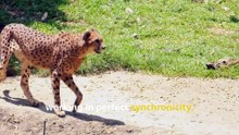 Amazing Cheetah Facts, Speed, Spots, and Sprinting Superpowers!
