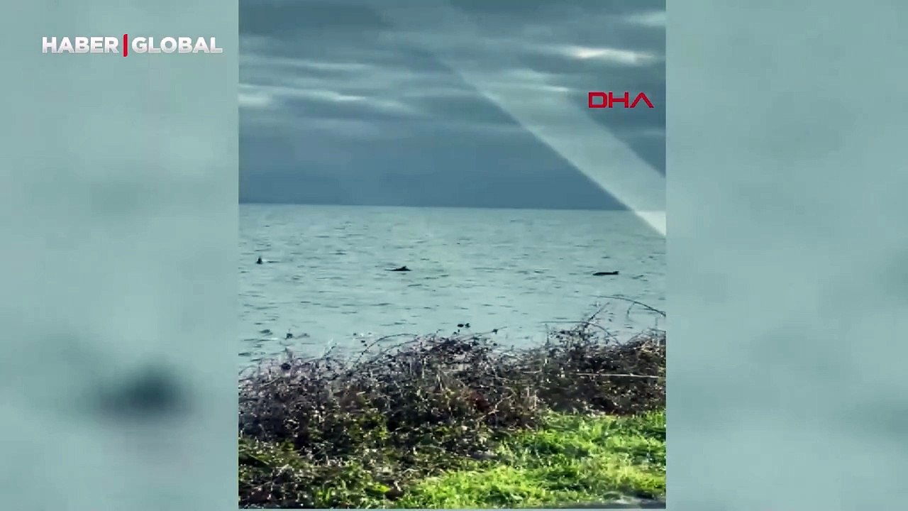 Marmara Denizi kıyılarında yunuslar kamerada
