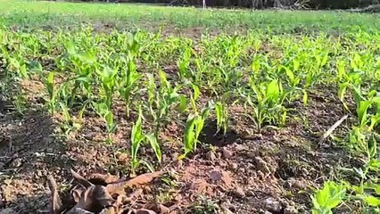 पहली बार भागलपुर में हो रही है बेबी कॉर्न की खेती