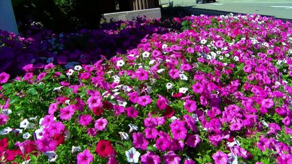 Sept 2 2024  Petunias Fall Dixon IL