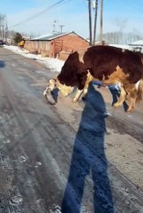 Cute animals 😂funniest pets  #shortsvideo #cuteanimls #cutespets #animals #shorts
