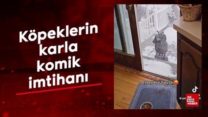 Köpeklerin karla komik imtihanı