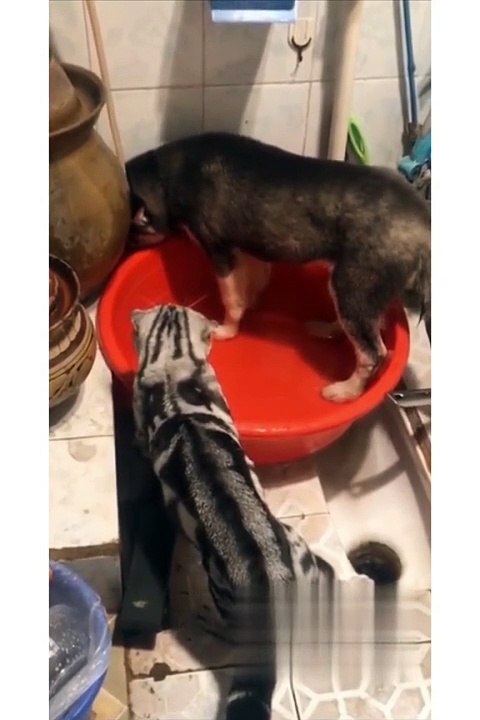 MOMEN FUNNY ANIMALS