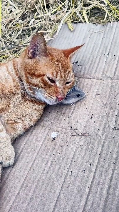 MOMEN FUNNY ANIMALS