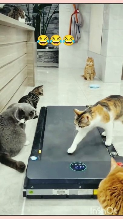 MOMEN FUNNY ANIMALS
