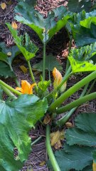 হলুদ ও সবুজ জুকিনি