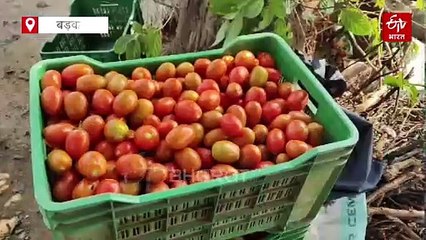 बड़वानी में टमाटर के गिरते दाम से परेशान किसान, केचप उद्योग लगाकर ले सकते हैं लाभ
