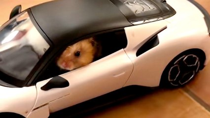 Must See! This Hamster Ditches the Ball, Rolls Around in an RC Maserati
